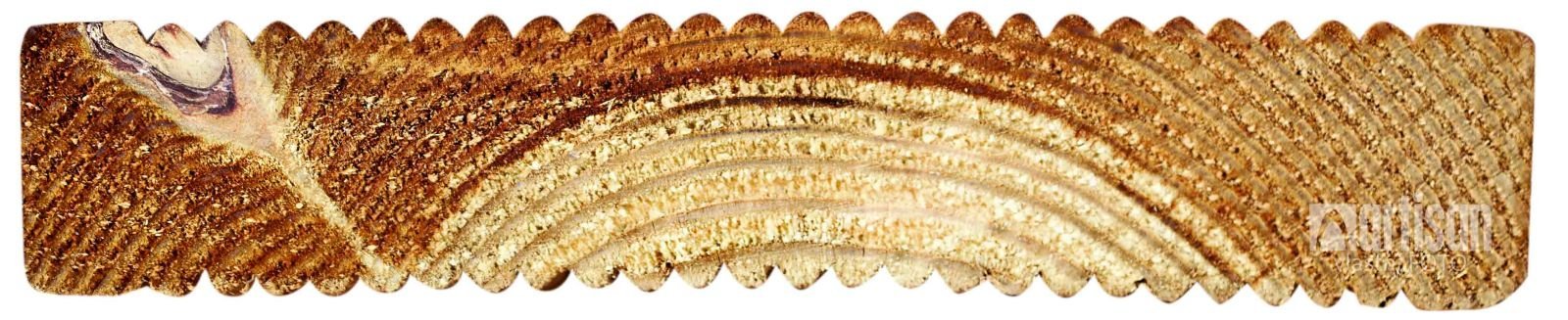 Průřez tlakově impregnovaného prkna s viditelným nasáknutím impregnace - tmavší část dřeva.